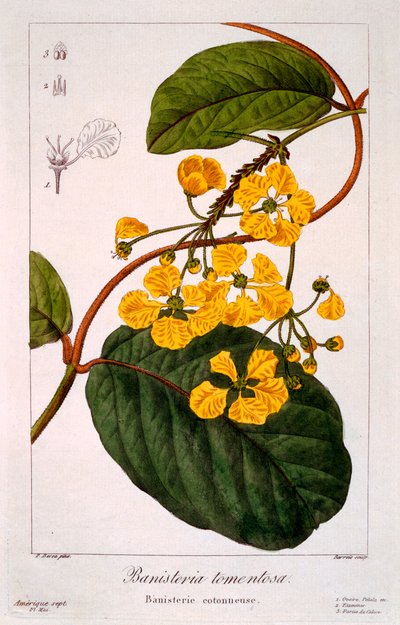 Banisteria tomentosa, 1836 by Pancrace Bessa